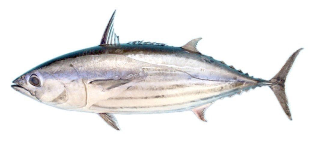 Frozen Tuna